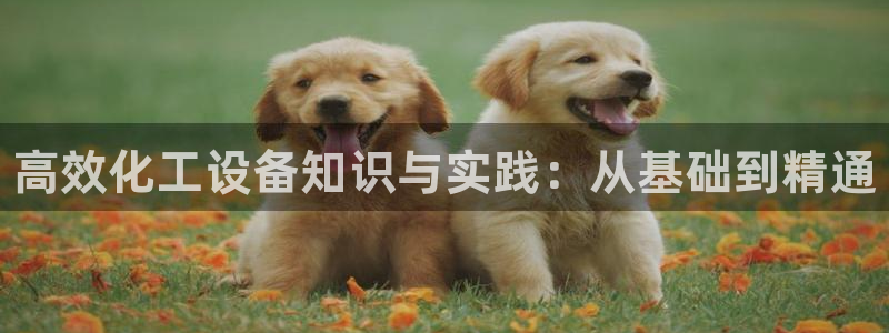 新航娱乐公司简介和历史背景